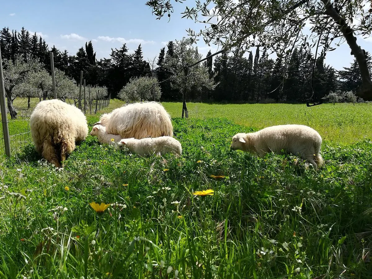 Country house Case Di Campagna Lombardo Guest House Menfi